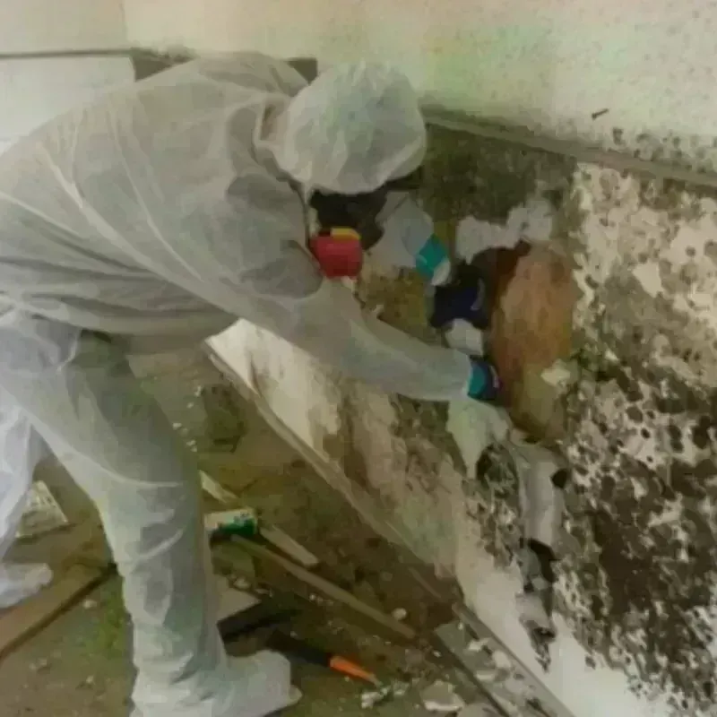 Mold Remediation and Removal in Boca Raton, FL